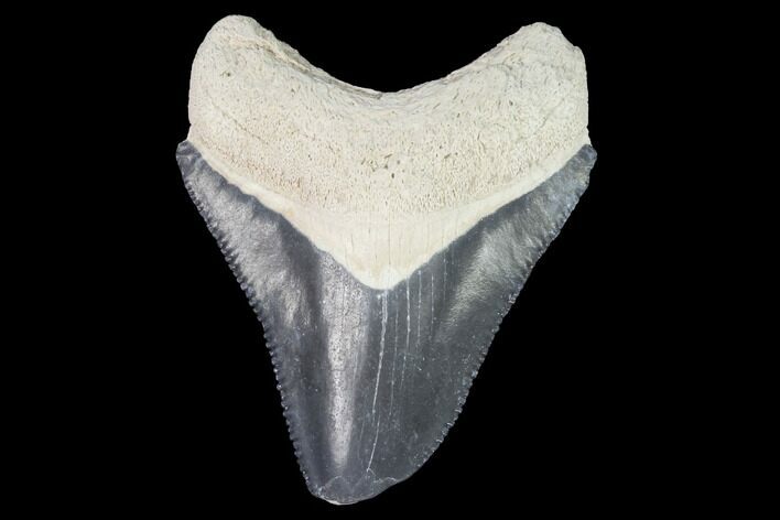 Serrated, Bone Valley Megalodon Tooth - Florida #99843